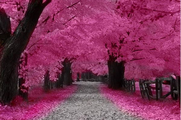 comienza la floración del cerezo en japón