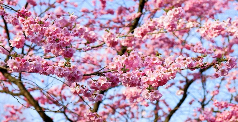 comienza la floración del cerezo en japón