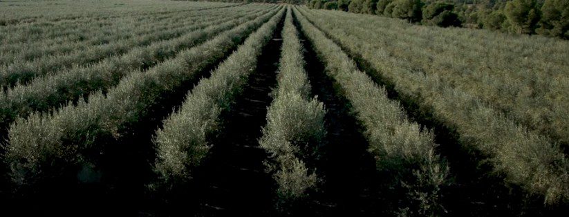 beneficios del cultivo superintensivo de olivar