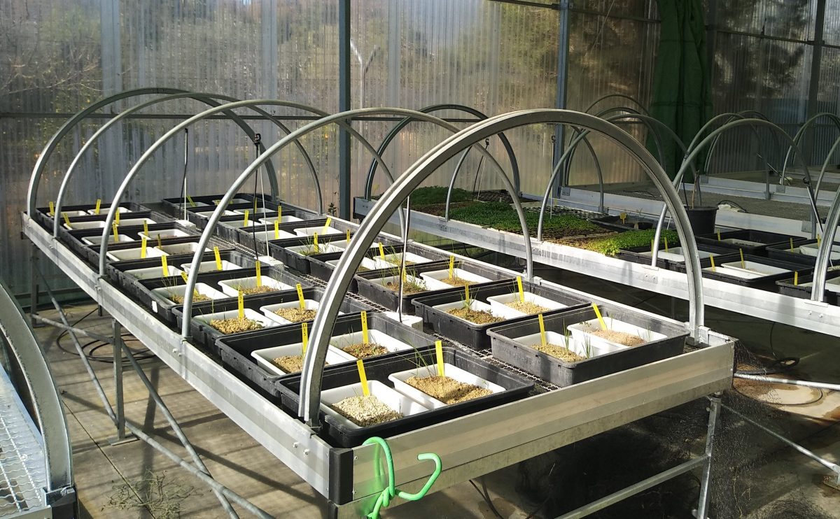 proyecto para implantar cubiertas herbáceas en el olivar