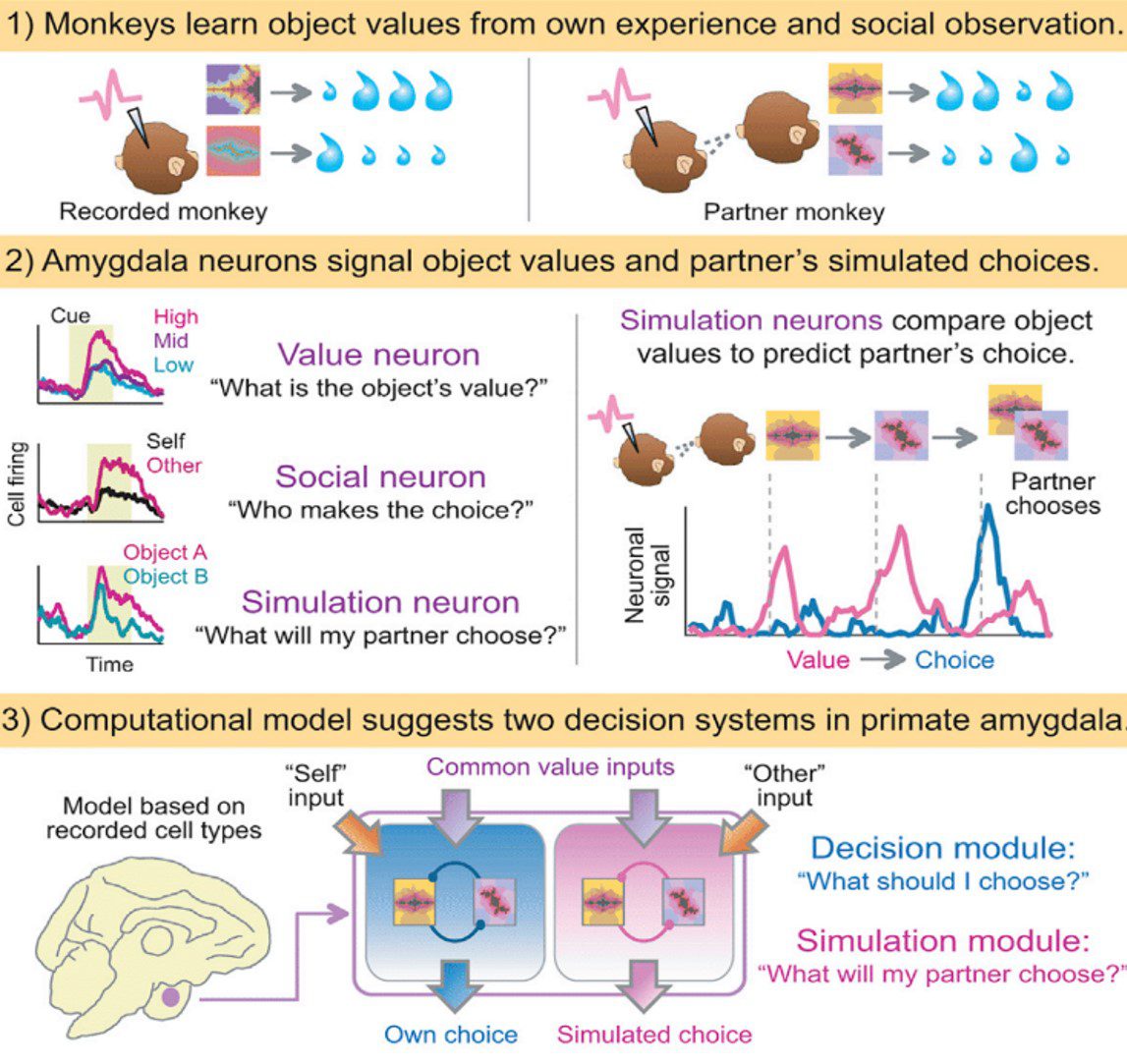 las neuronas “mindreading”,  células cerebrales capaces de tener expectativas sobre el comportamiento ajeno