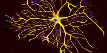 Igual que las neuronas, los astrocitos pueden regular su actividad mitocondrial