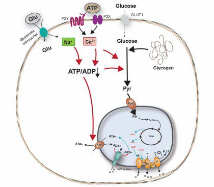 Igual que las neuronas, los astrocitos pueden regular su actividad mitocondrial