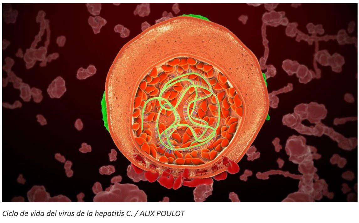 csic , ciclo de vida del virus de la hepatitis c