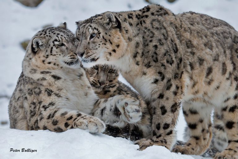la inteligencia artificial ayuda a salvar a los leopardos de las nieves de su extinción