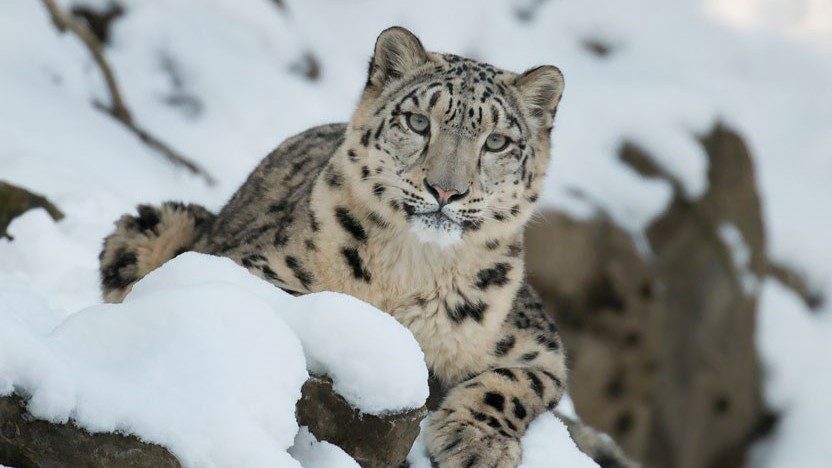 La Inteligencia Artificial ayuda a salvar a los leopardos de las nieves de su extinción