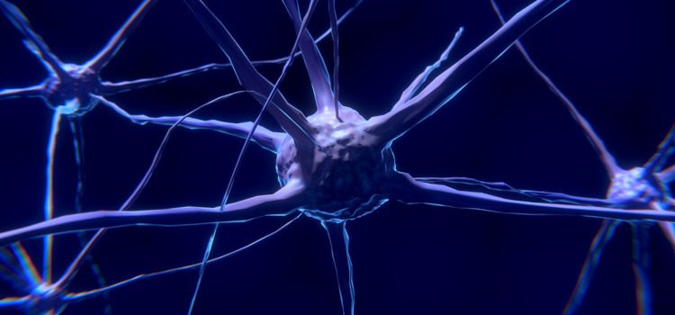 proteína cerebral promueve la interconectividad neuronal
