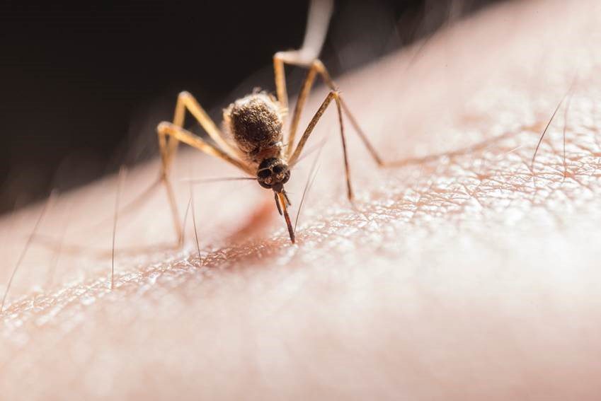 csic – la malaria más mortífera llegó a europa desde la india