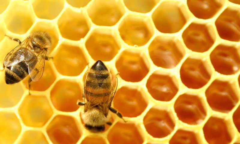 La Verdad de la miel