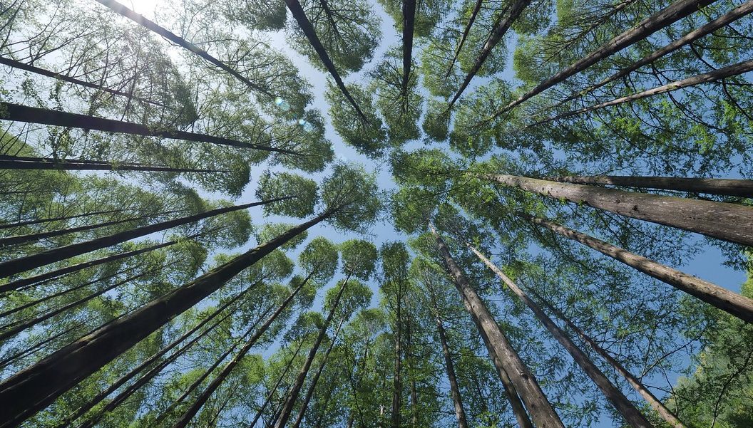 csic , los bosques retienen el carbono cada vez durante menos tiempo