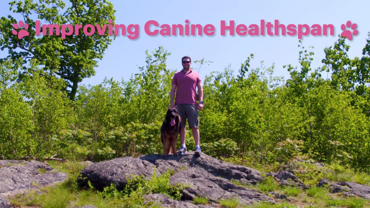 wyss, ayudar a los perros a vivir vidas más largas y saludables