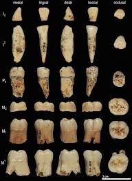 evidencia genética humana más antigua de antepasados