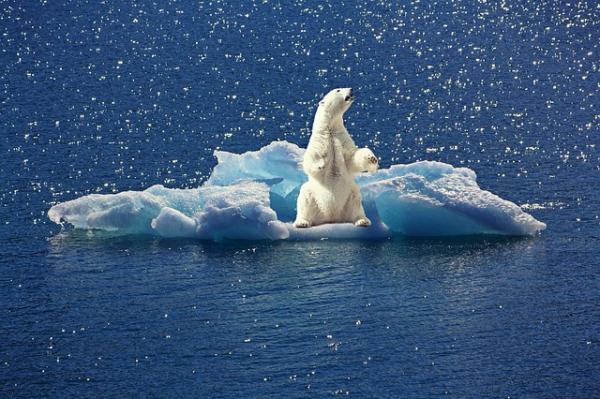 los osos polares hacia la extinción