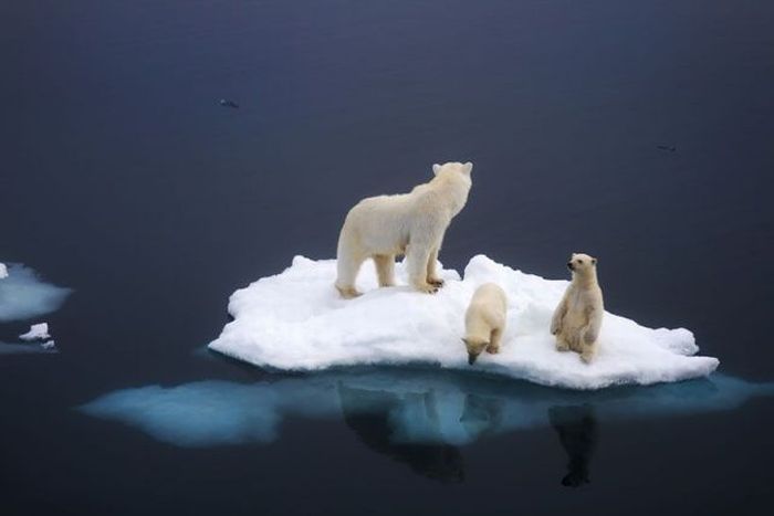 Osos Polares extinción