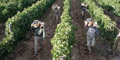 la comisión europea insta a adoptar medidas para proteger a los trabajadores de temporada