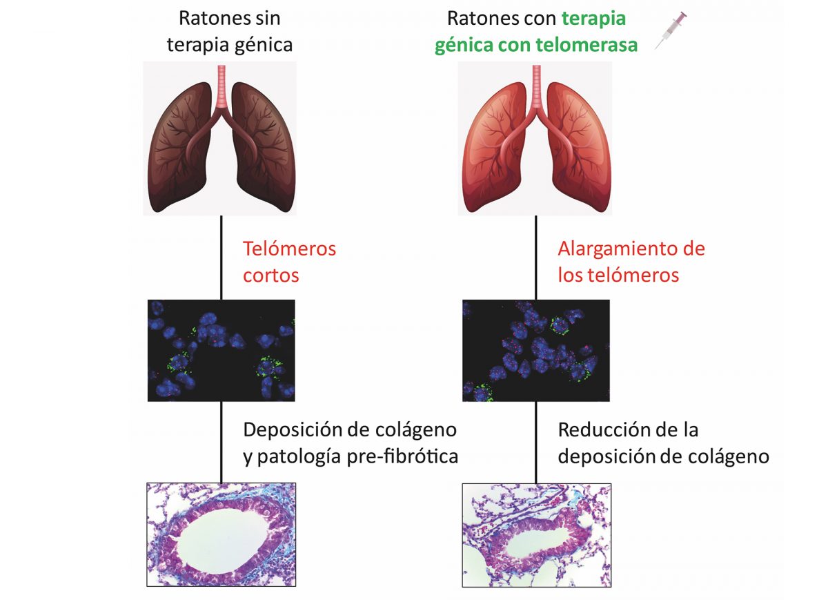 cnio, terapia génica contra la fibrosis pulmonar asociada al envejecimiento   