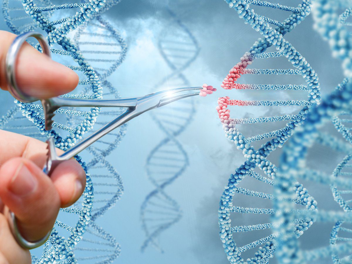 embriones modificados genéticamente fines terapéuticos