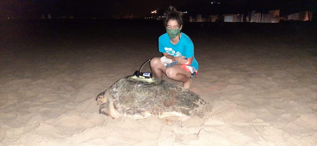 seguimiento vía satélite hembras de tortugas bobas
