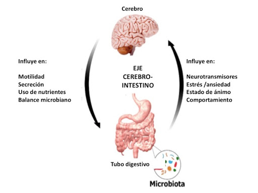 la microbiota intestinal influye en el cerebro y el ánimo