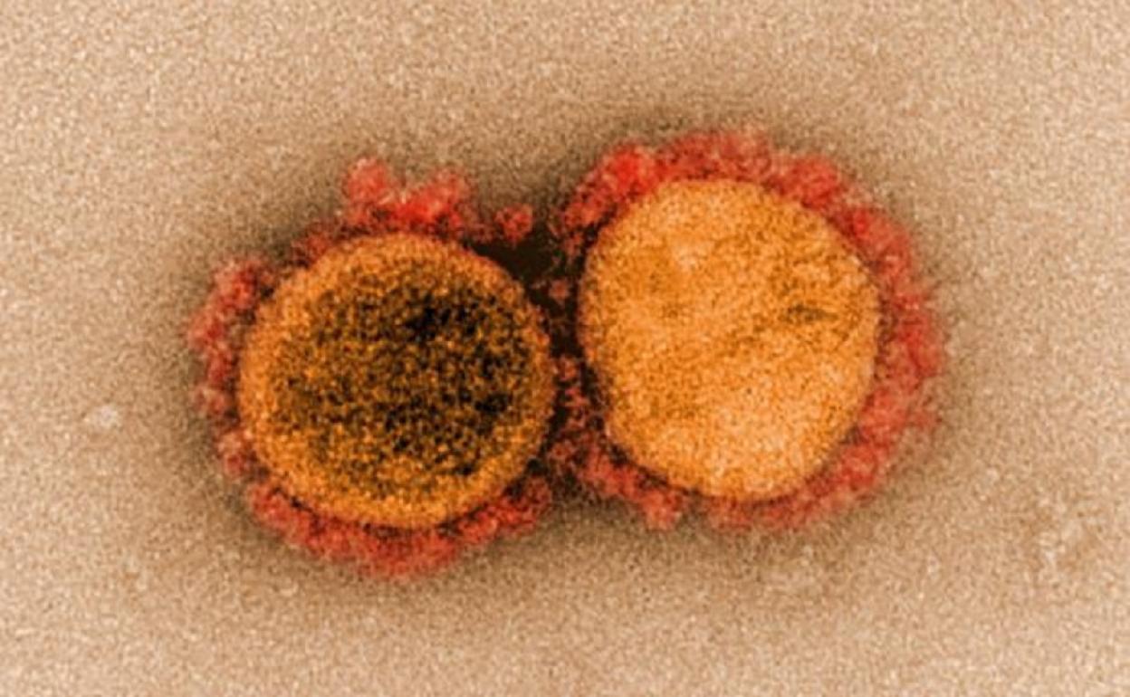 por qué están apareciendo variantes del nuevo coronavirus