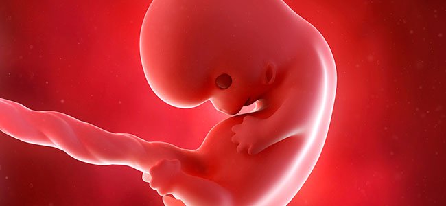 protección placentaria durante el embarazo