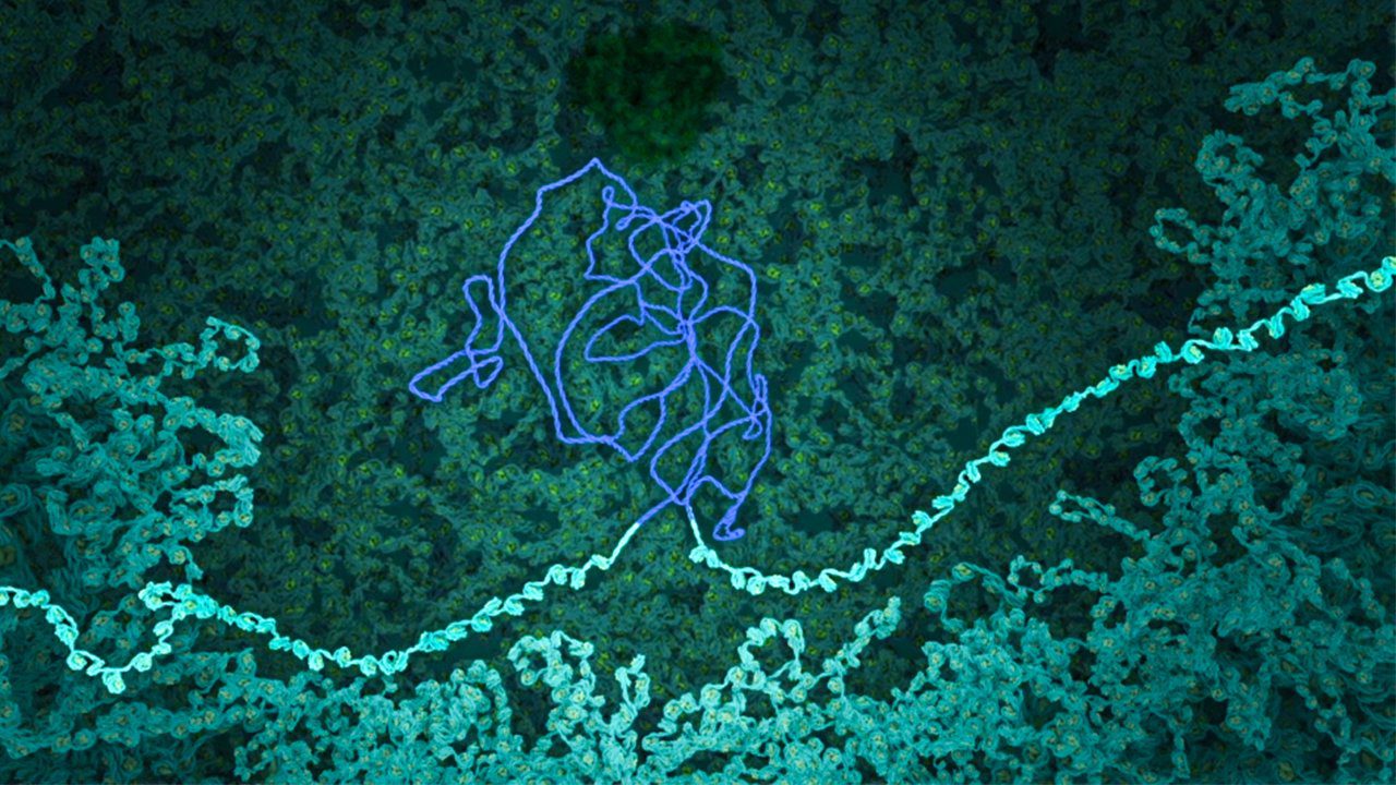 El VIH azul oscuro se inserta en el ADN del huesped JANET IWAS CC POR NC SA