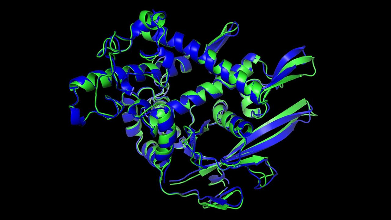 Las estructuras de una proteina que fueron predichas por inteligencia artificial azul y determinadas experimentalmente verde coinciden casi a la perfeccion MENTE PROFUNDA