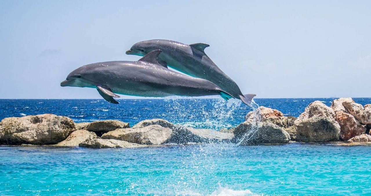 Los delfines adaptaron su esperma para reproducirse en agua1