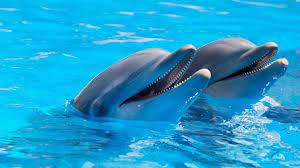 Los delfines adaptaron su esperma para reproducirse en agua3