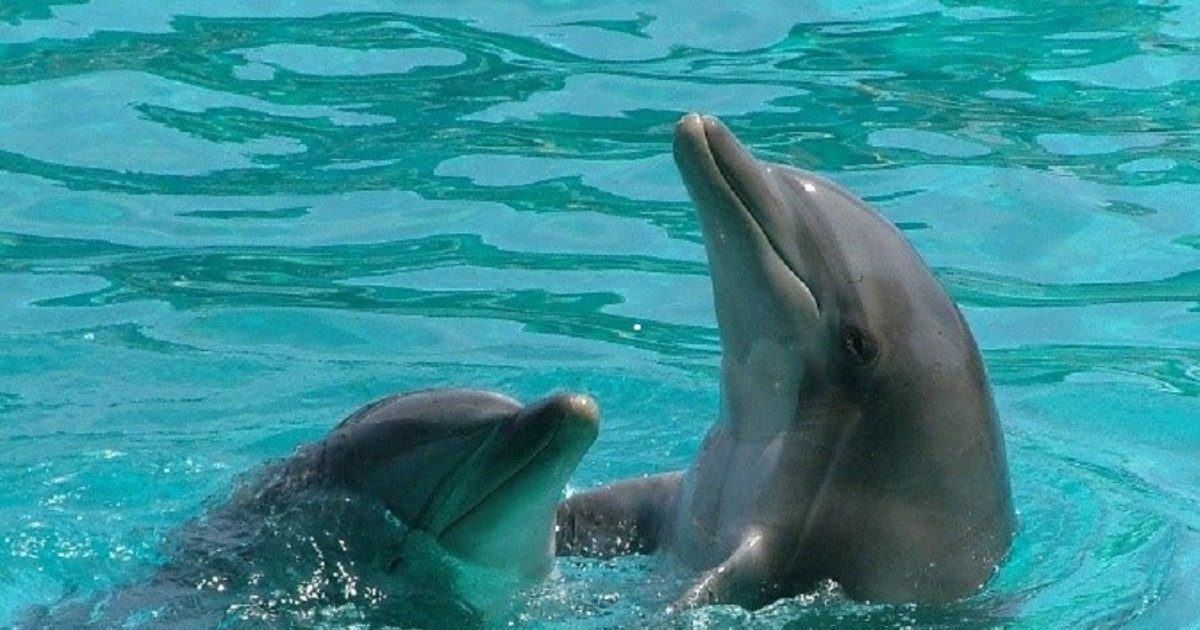 Los delfines adaptaron su esperma para reproducirse en  agua