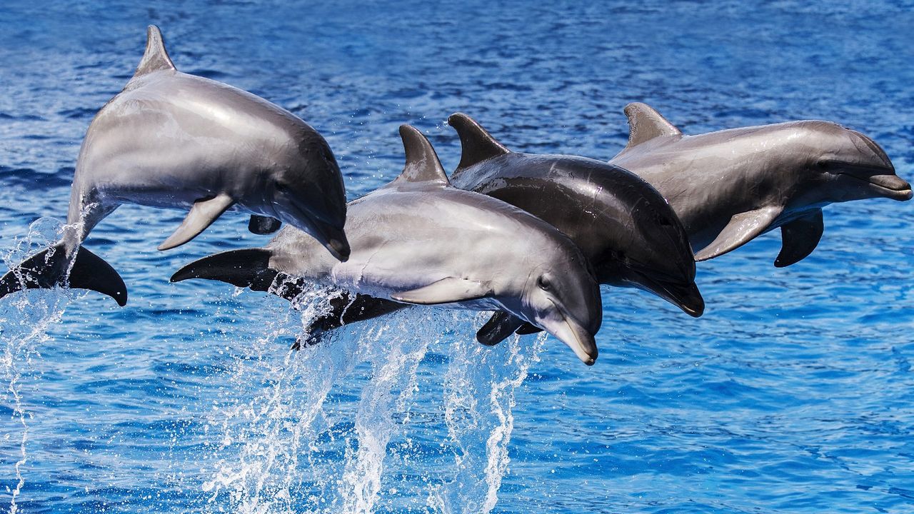 Los delfines adaptaron su esperma para reproducirse en agua2