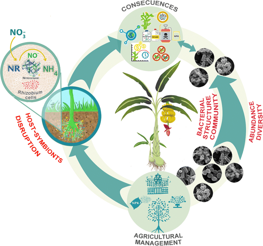 Effects of symbiosis disruption on crop production and microbial community structure