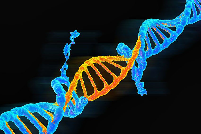 Origenes de la mutacion revela variaciones geneticas