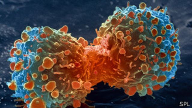 Estrategias contra el cancer en el sistema inmunologico2