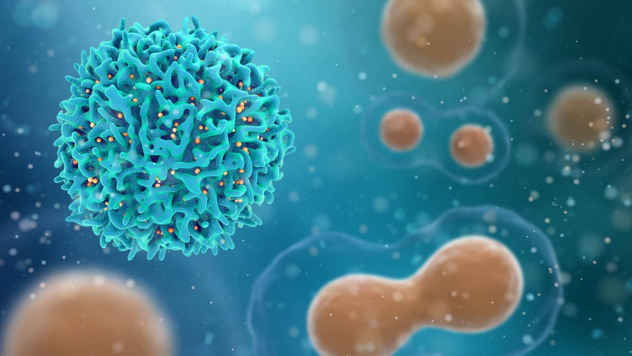 sistema inmunologico cancer celulas t
