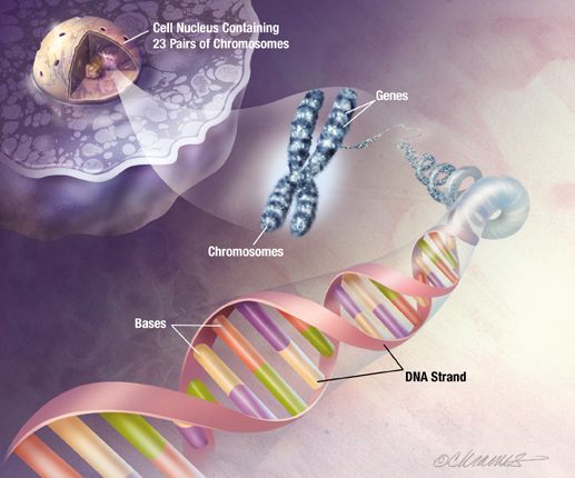 pd cromosomas genes adn