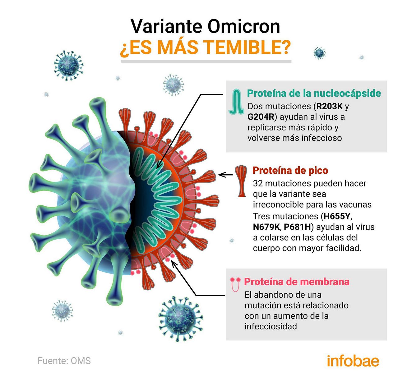 La variante omicron se desarrolla para evitar anticuerpos y vacunas4