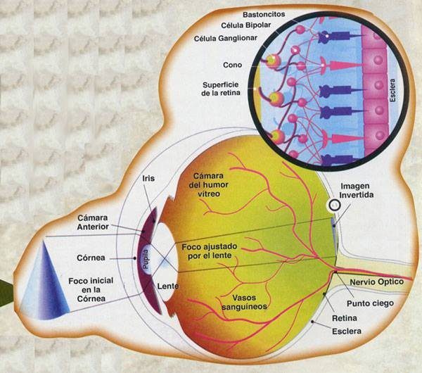 Ver formas comprender el sistema visual del cerebro1