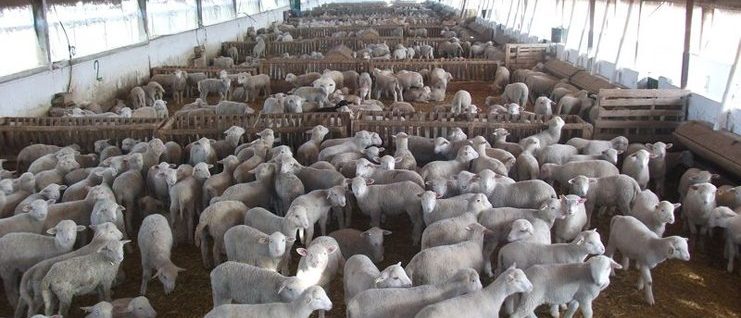 ovejas corderos