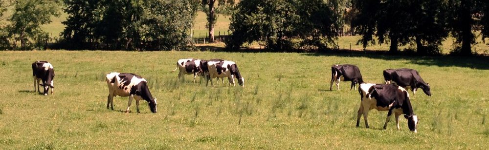 vacas pastando 1