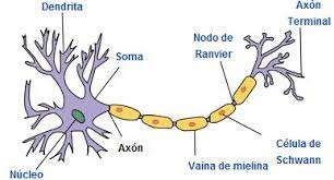 Las dendritas ayudan a las neuronas a calculos complicados1