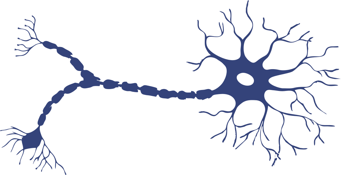 Las dendritas ayudan a las neuronas a calculos complicados2