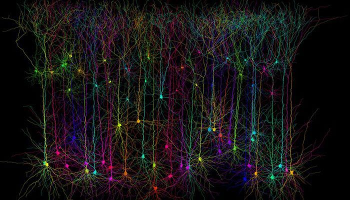 Las dendritas ayudan a las neuronas a calculos complicados3