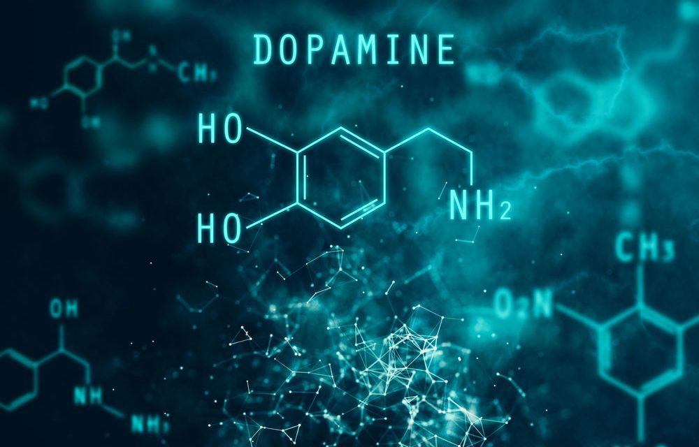 Identifican el mecanismo de liberacion de dopamina4