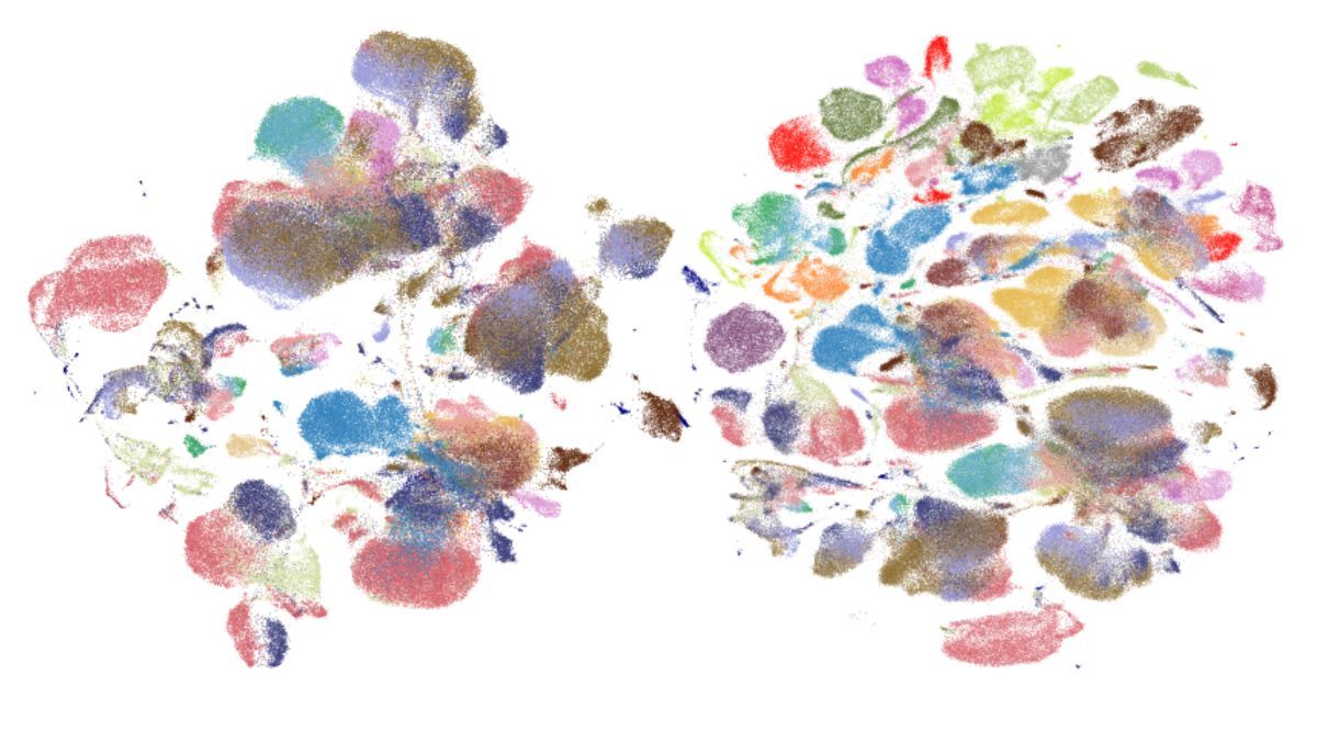 Visualizacion de diferentes tipos de celulas del cuerpo humano recopiladas en el atlas creado por el consorcio Tabula Sapiens