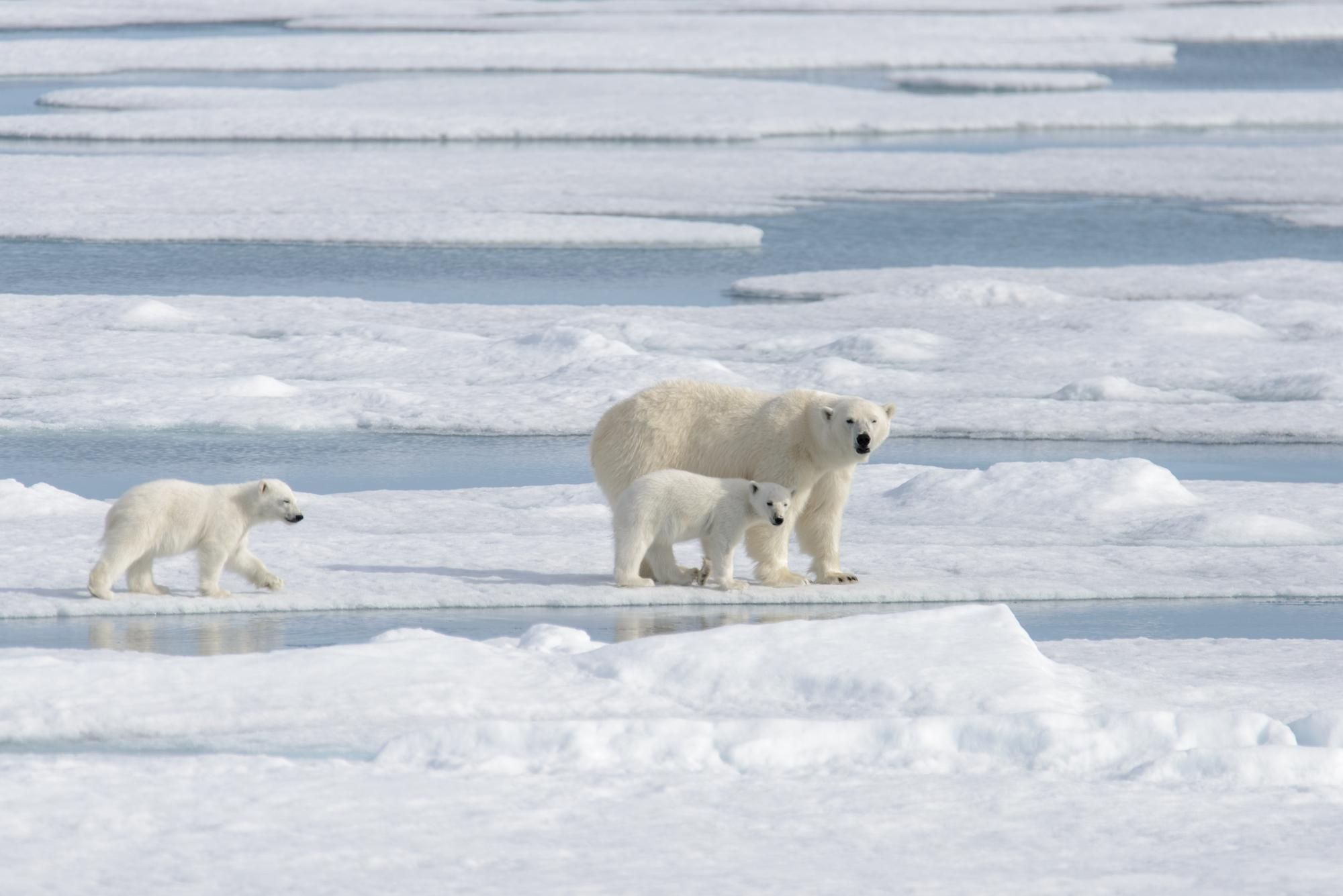 Osos polares que no necesitan hielo para sobrevivir2