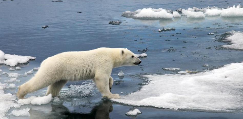 Osos polares que no necesitan hielo para sobrevivir4