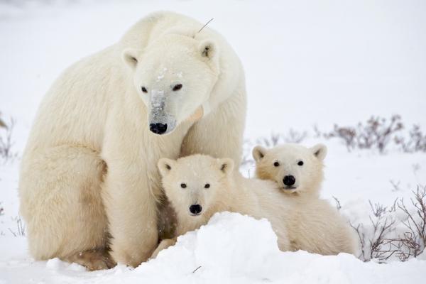 Osos polares que no necesitan hielo para sobrevivir5