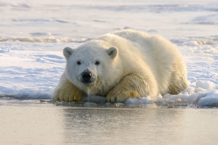 Osos polares que no necesitan hielo para sobrevivir8