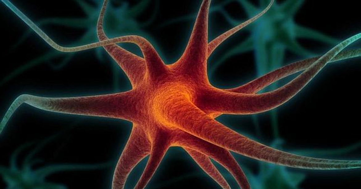 Descubren un nuevo tipo de sinapsis en el cerebro1